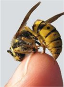 Insect protection