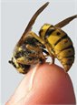 Insect protection