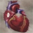 Pericardium patches Biocor